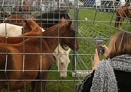 Una mujer fotografía unos caballos expuestos en la feria de ganado de Navafría del año pasado.