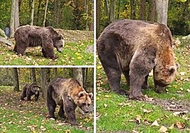 Ponderoso y Luna en el santuario de Alemania.