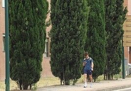 Árboles en una calle de Valladolid.