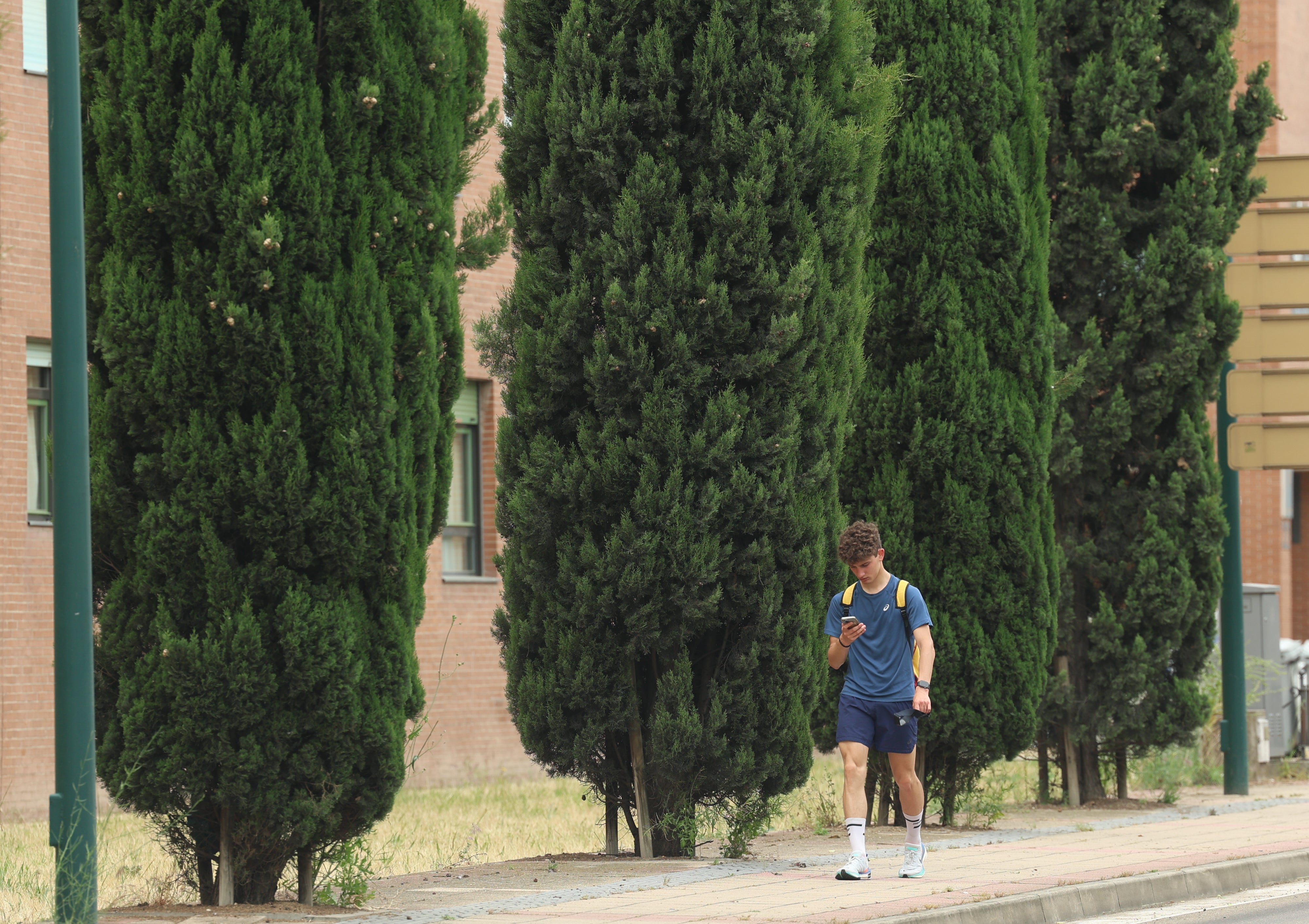 Árboles en una calle de Valladolid.