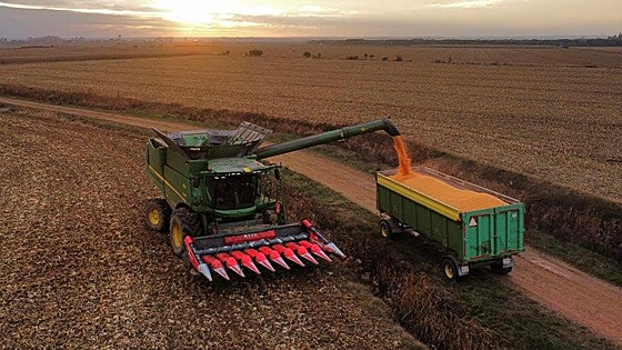 El cereal sube por la retención de producto y las enfermedades frenan el repunte del vacuno