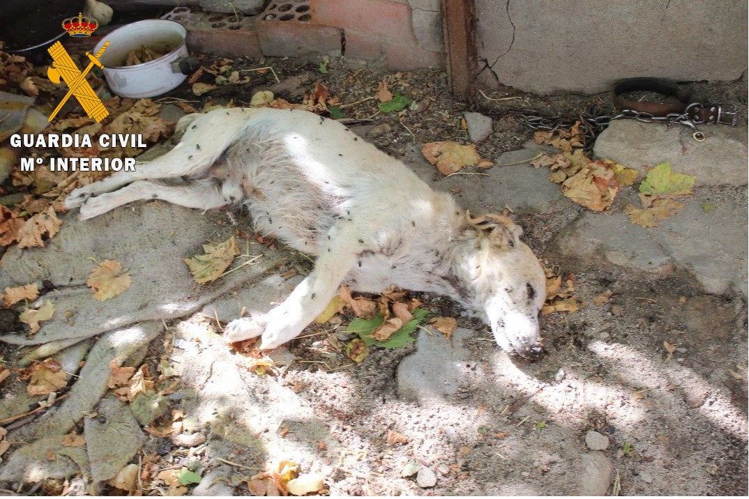 Uno de los perros encontrados por el Seprona en Nava de la Asunción.