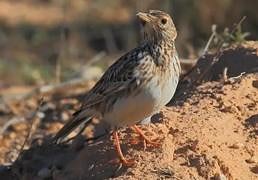 Ecologistas en Acción pide sancionar como falta muy grave a un agricultor por destruir el hábitat de la alondra ricotí