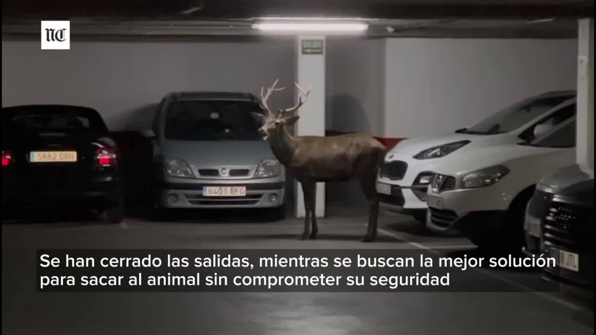 Un ciervo entra en el aparcamiento de San Martín de Zamora