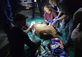 Veterinarios durante el operativo.