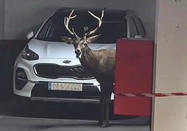 El animal en el interior del aparcamiento.