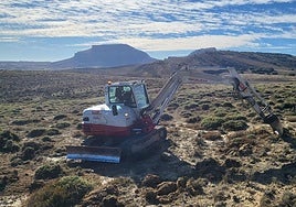 Plantación de cercas verdes.