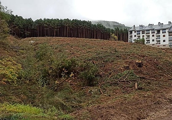 Una de las parcelas taladas, según la Asociación Salvemos el Pico del Lobo.