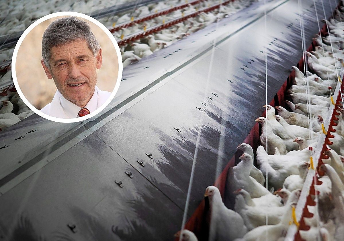 Los expertos minimizan el riesgo del salto a humanos del virus de gripe aviar