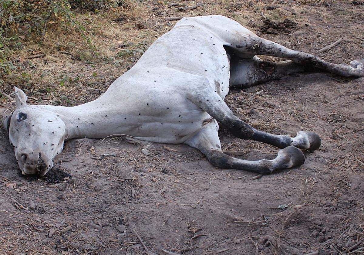 El cadáver de la yegua que no recibió tratamiento veterinario.