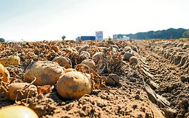 Trabajo de recolección de patatas en una parcela de la región.