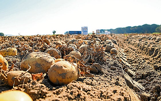 Trabajo de recolección de patatas en una parcela de la región.