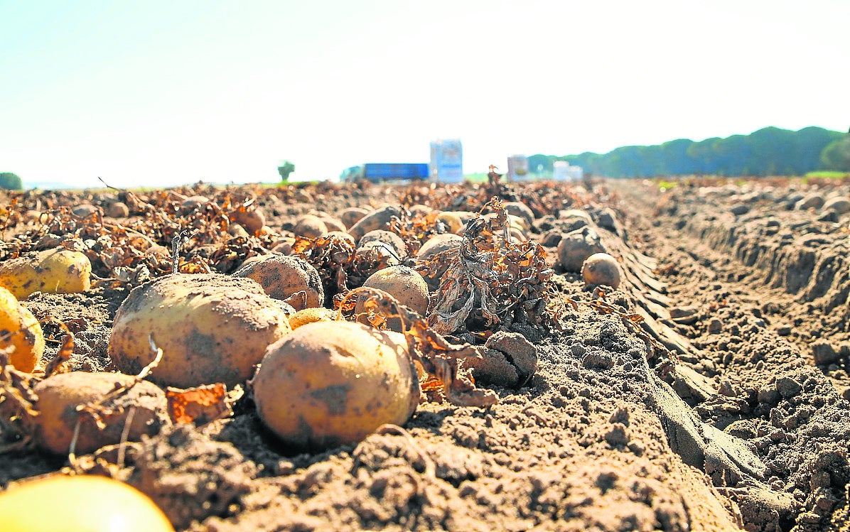 Trabajo de recolección de patatas en una parcela de la región.