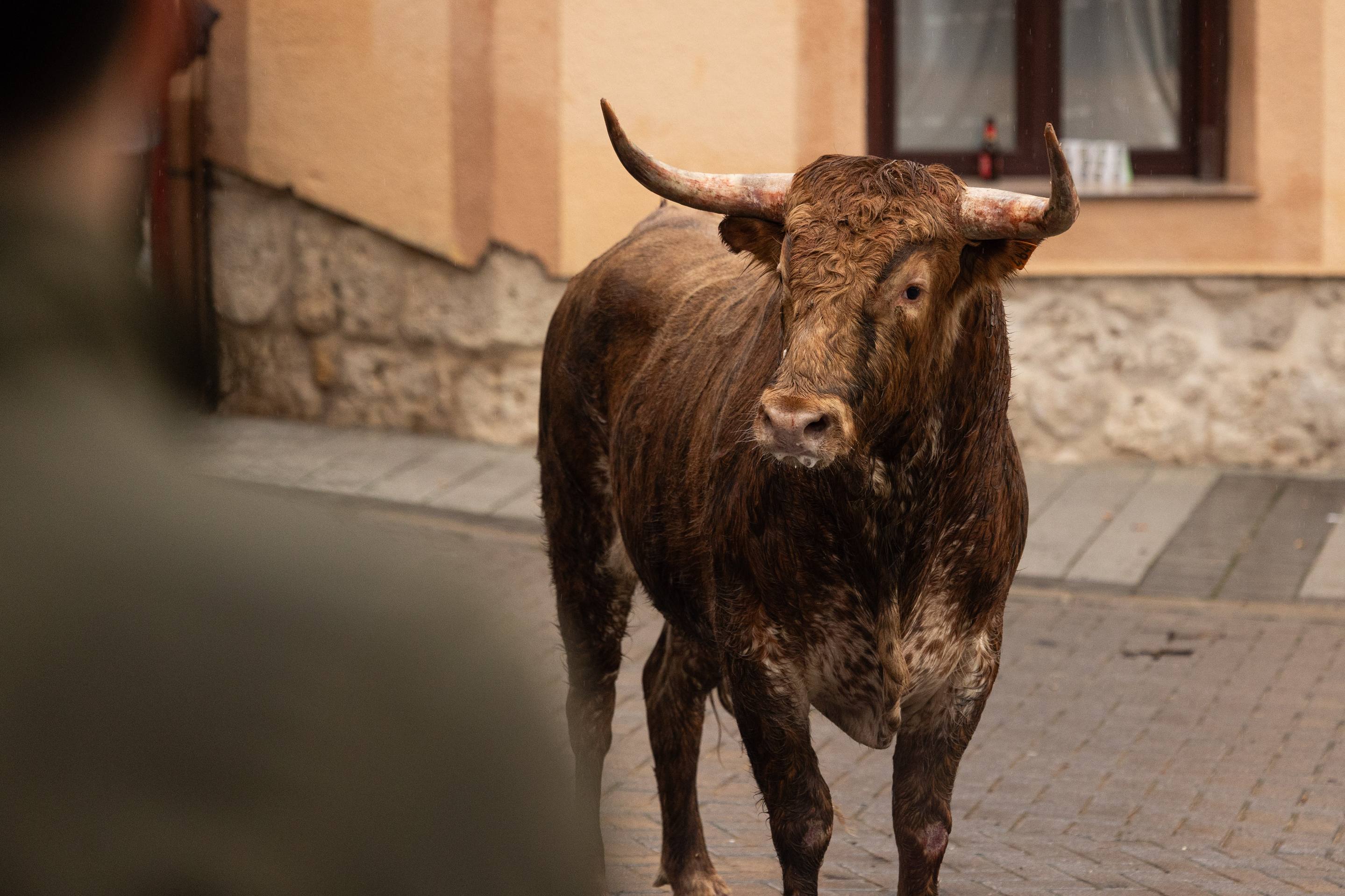 Las imágenes del encierro en Traspinedo
