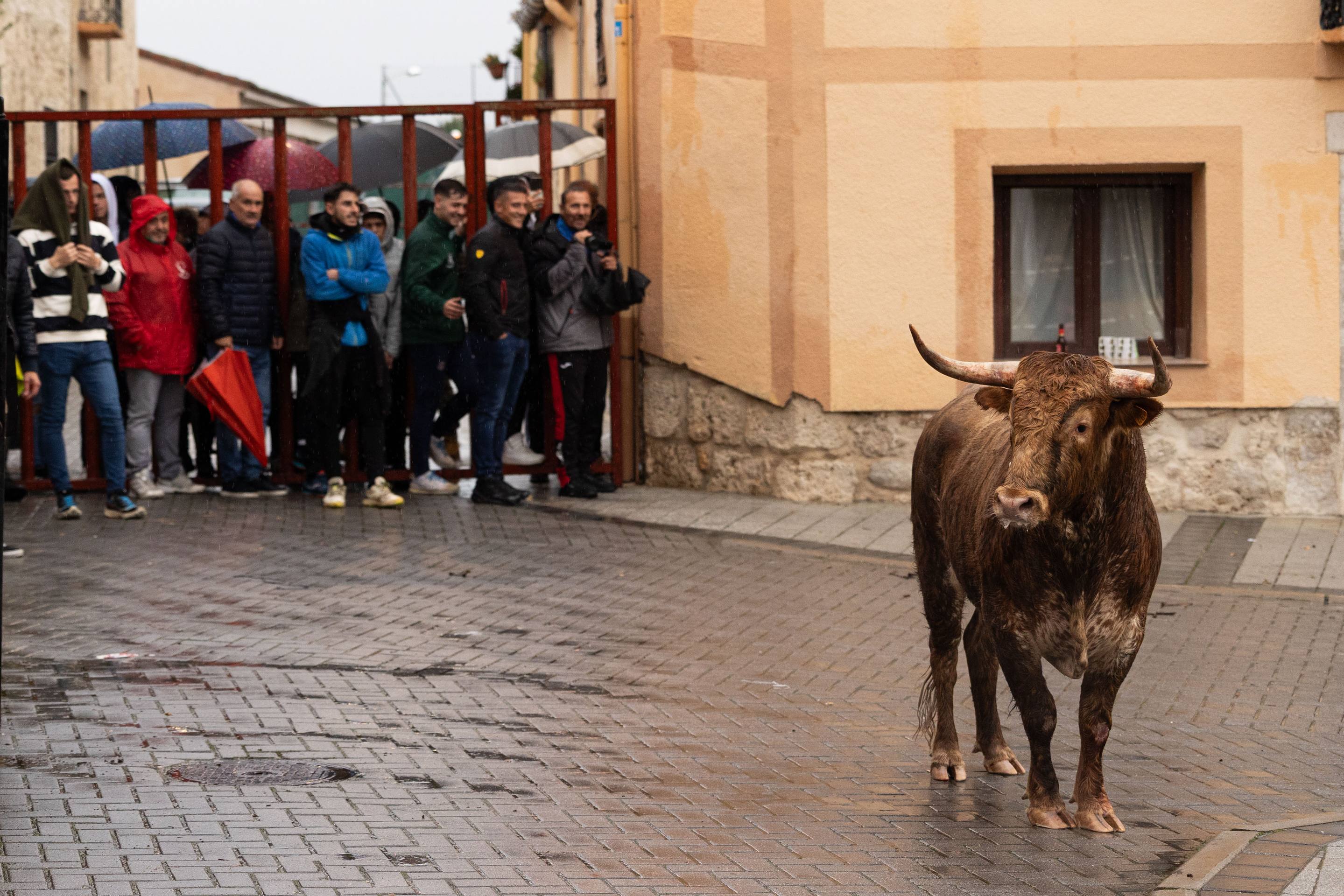 Las imágenes del encierro en Traspinedo