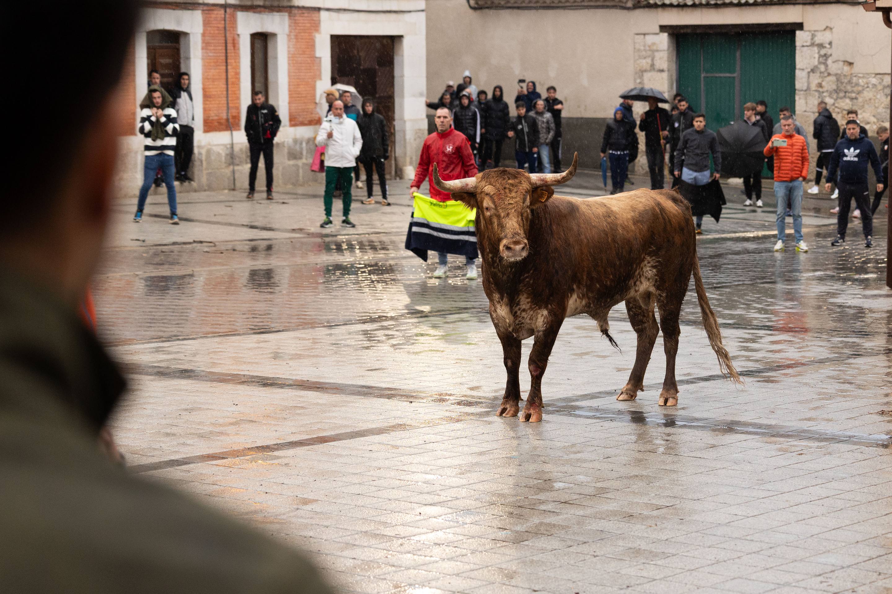 Las imágenes del encierro en Traspinedo
