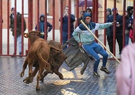 Un joven esquiva la embestida de los novillos.