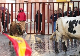 Imágenes del encierro celebrado este domingo en Traspinedo por la festividad de San Martín