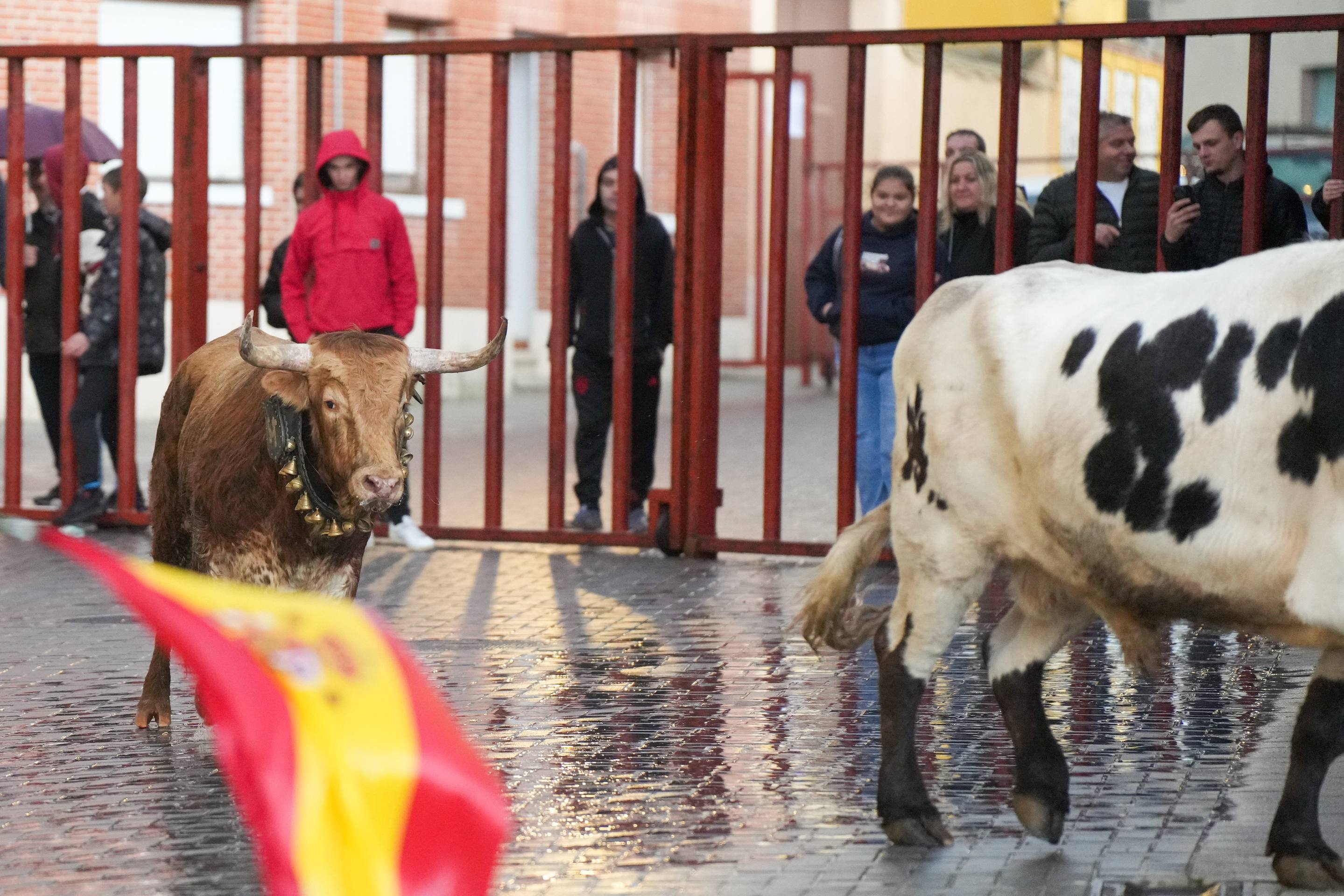 El encierro de este domingo en Traspinedo, en imágenes