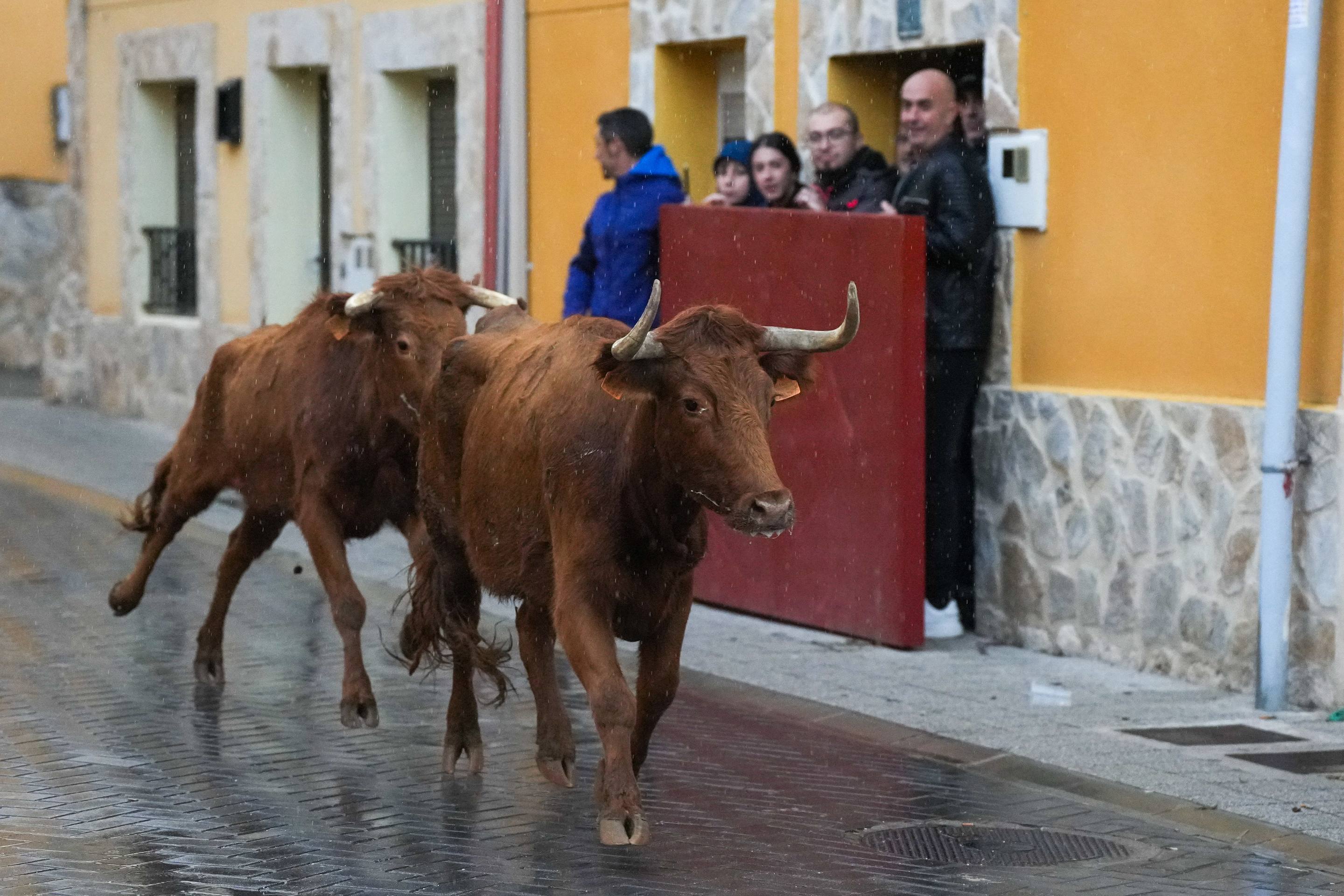 El encierro de este domingo en Traspinedo, en imágenes
