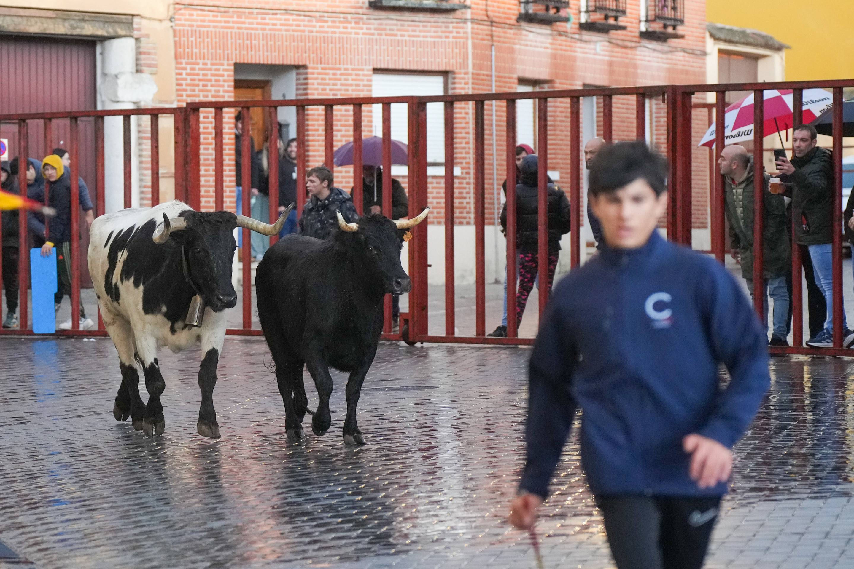 El encierro de este domingo en Traspinedo, en imágenes