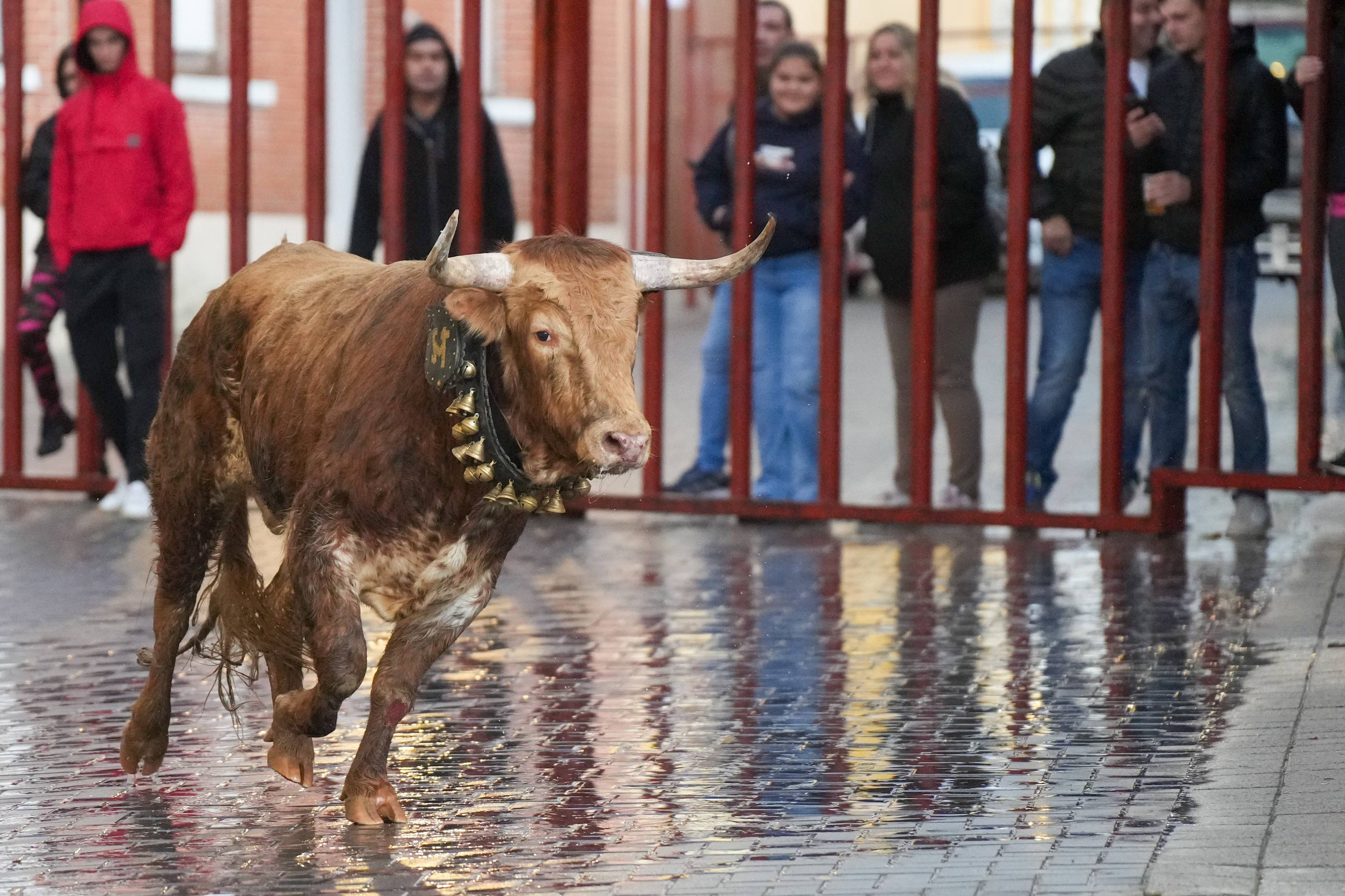 El encierro de este domingo en Traspinedo, en imágenes