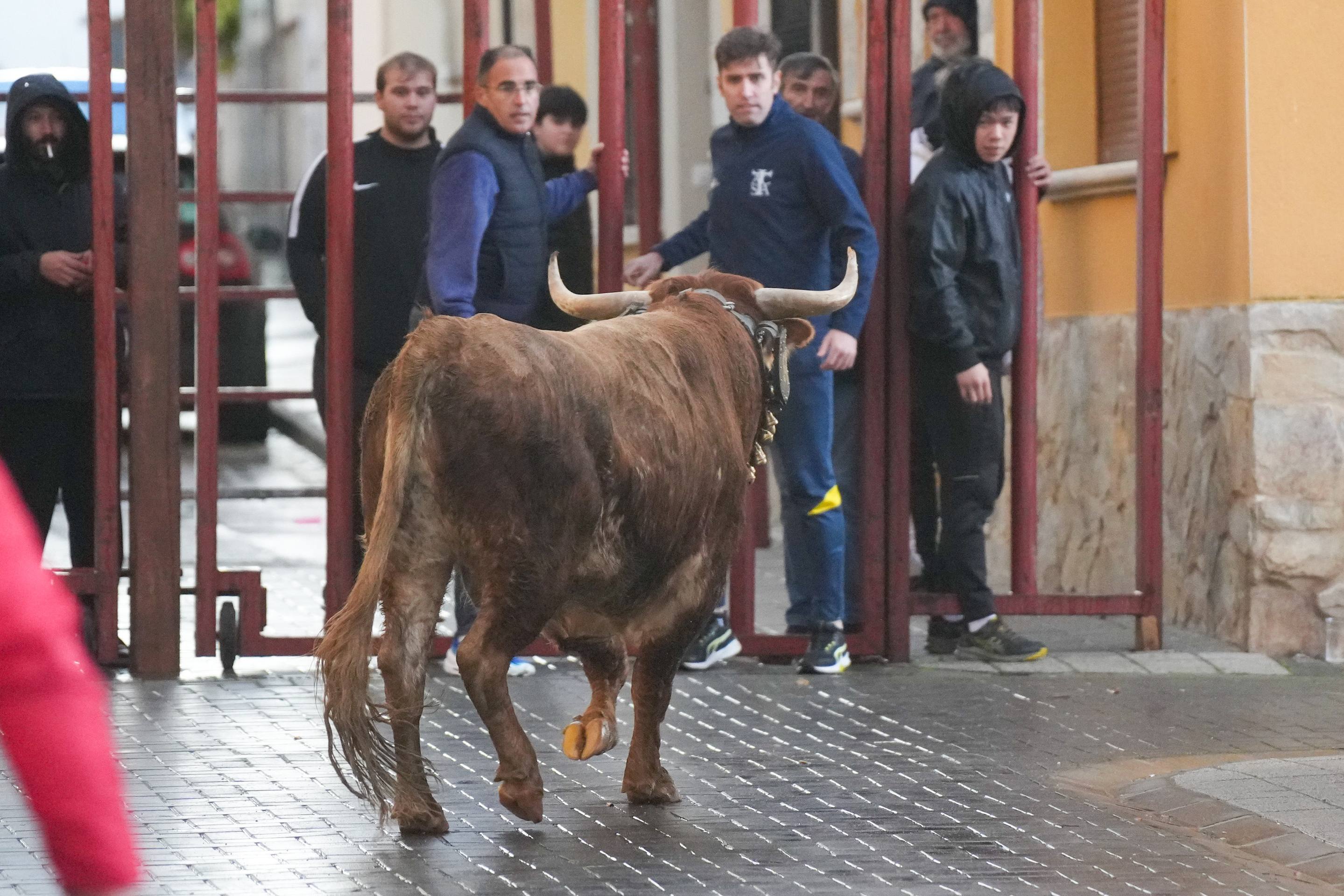 El encierro de este domingo en Traspinedo, en imágenes