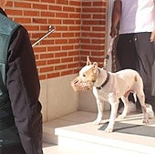 Un agente, con el perro potencialmente peligroso.