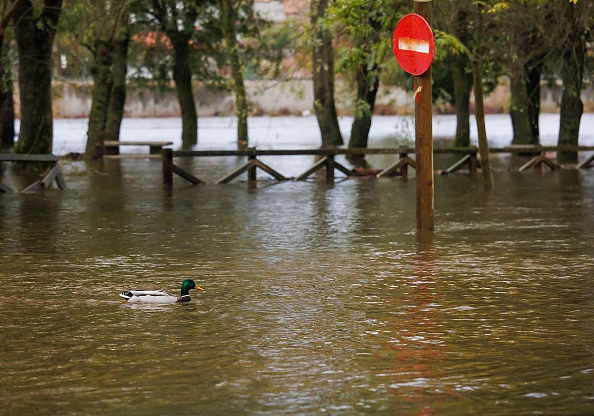 Crecida del río Águeda a su paso por Ciudad Rodrigo el pasado día 14.