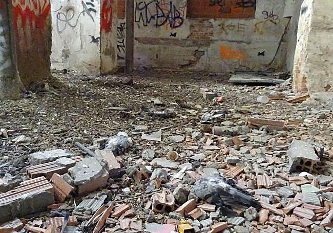 Restos reciente de palomas entre los cascotes de la nave frecuentada por grafiteros y gamberros.