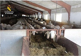 Ovejas en la granja donde se ha producido el presunto maltrato animal.