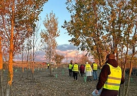 Los vecinos realizan la reforestación