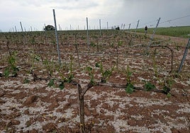 Granizo en un viñedo de la Ribera del Duero.