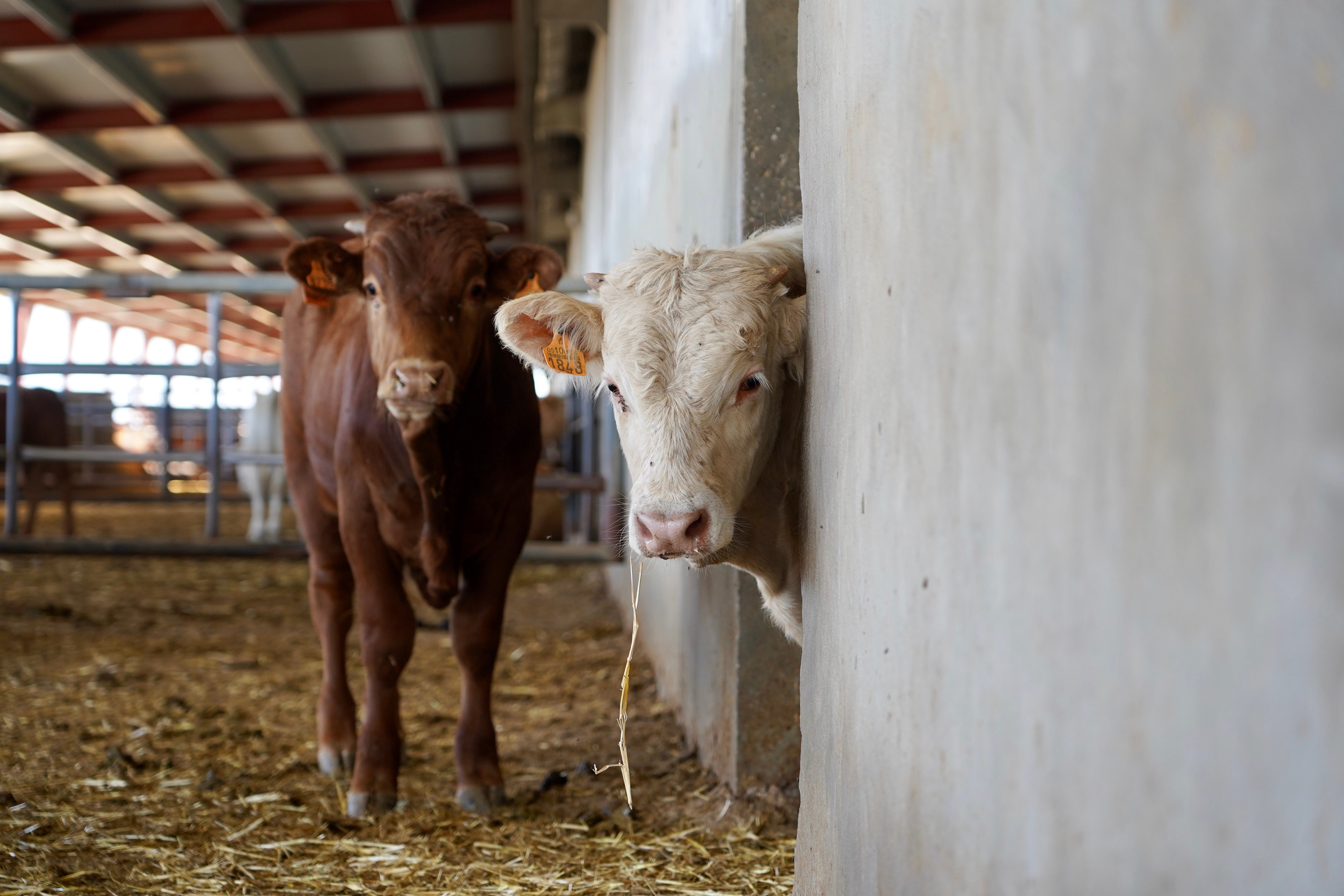 Vacas en una explotación ganadera de Cogeces del Monte.