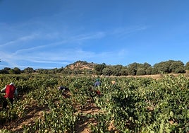 Las denominaciones de origen de vino valoran las mejoras que plantea Europa para el sector