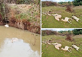 Un salvaje ataque de lobos deja sin rebaño a un ganadero de Salamanca