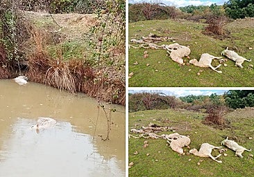 Un salvaje ataque de lobos deja sin rebaño a un ganadero de Salamanca