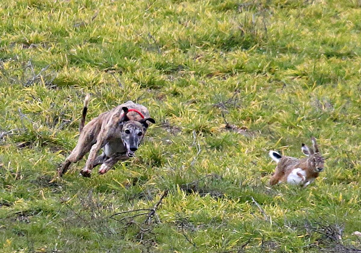 Cuartos de final del último Campeonato Nacional de Galgos.