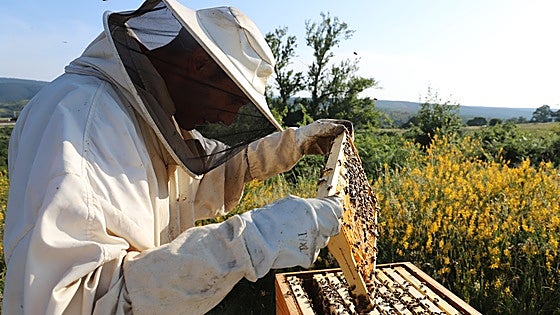 Los precios de la miel no repuntan, a pesar de la caída de la producción en un 70 por ciento