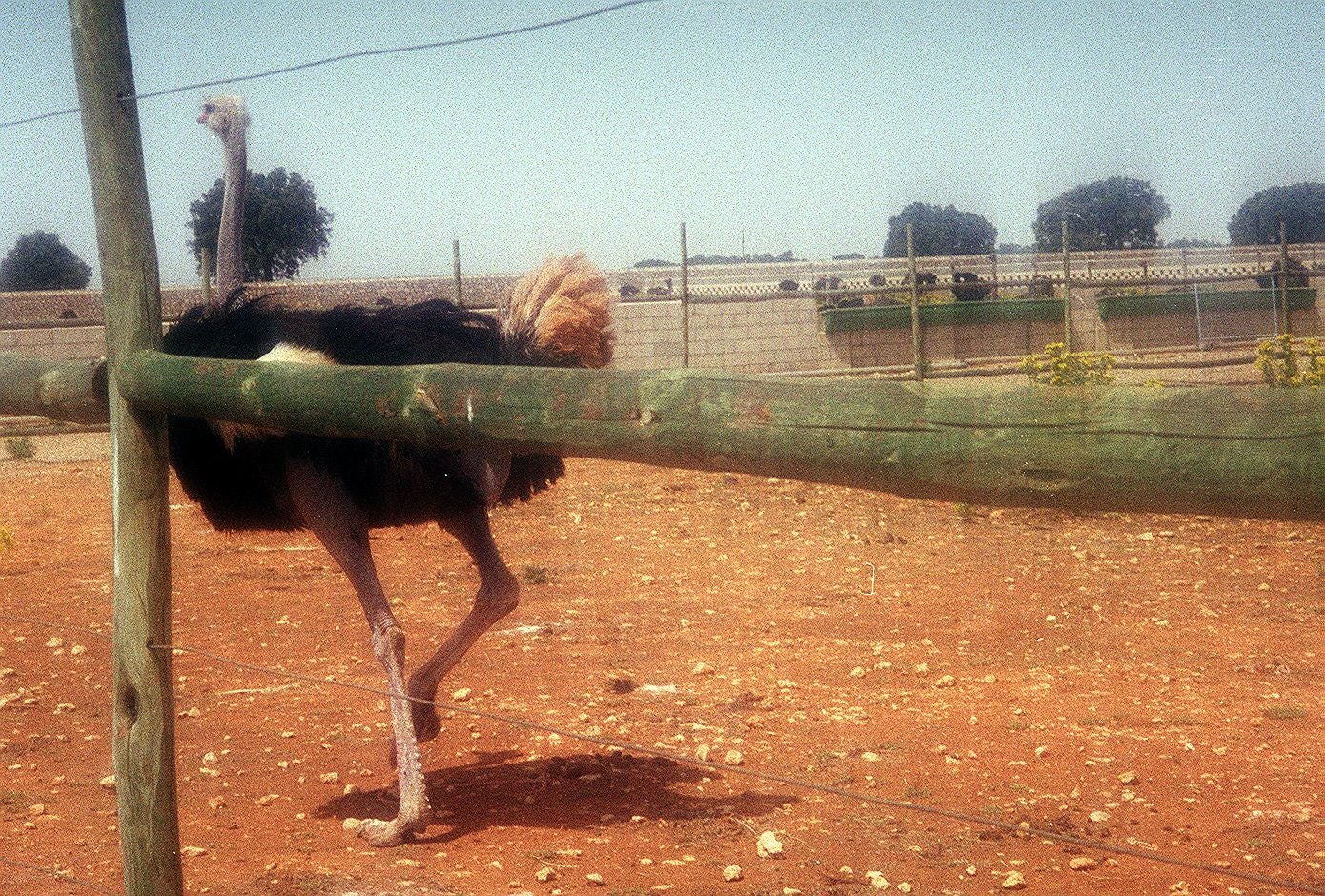 Un avestruz en la granja El Monte situada entre Mucientes y Villalba de los Alcores. 13 de agosto de 2001.