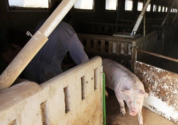 El sector porcino regional garantiza la seguridad alimentaria tras los casos de peste en Cataluña