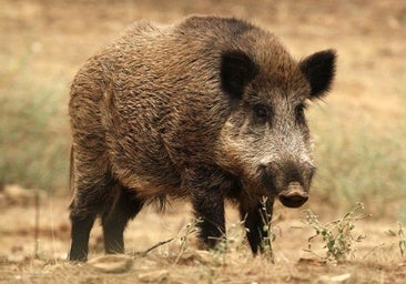 Castilla y León intensificará la caza del jabalí para proteger las zonas de granja ante la peste porcina africana