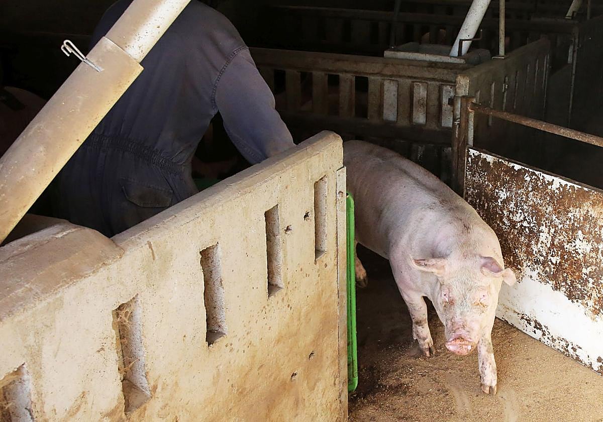Un cerdo en una granja de la provincia de Segovia.