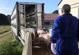 Varios cerdos de una granja de la provincia entran en un camión para su transporte.