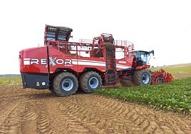 Labores de arranque de remolacha en la región.