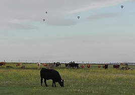Ganado en la provincia de Segovia con varios globos aerostáticos volando.