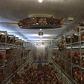 Instalaciones de Huevos Velasco.