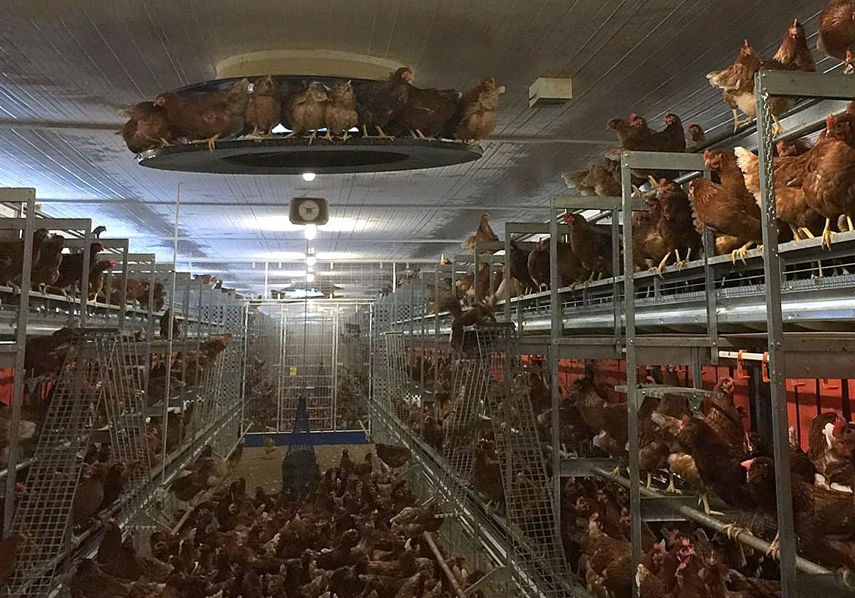 Instalaciones de Huevos Velasco.