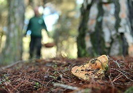 Imagen de archivo de setas en un pinar de Valladolid.