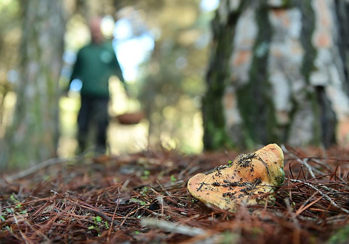 Imagen de archivo de setas en un pinar de Valladolid.